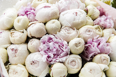 粉色和白色的花朵 有雨滴在花束中婚礼香气花瓣礼物紫色玫瑰花园植物宏观卡片图片