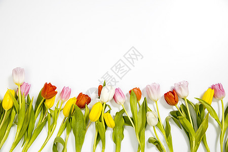 白色背景上的一排粉色和白色郁金香 带有复制空间的横幅 国际妇女节 母亲节 情人节植物群妈妈们问候语花束叶子礼物花瓣季节绿色紫色图片