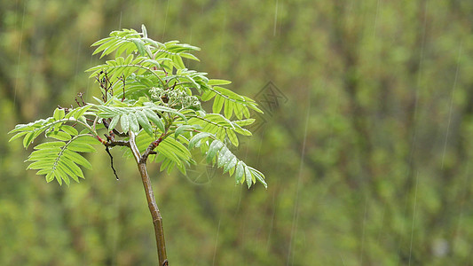 春林中潮湿的树叶上的雨滴 湿绿树上的小滴森林雨量树木叶子天气植被植物山灰绿色植物天篷图片