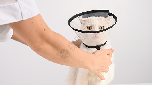 手术后兽医在猫身上贴了个塑料锥颈项圈耻辱护士疾病治疗医生诊所保健动物脖子医院图片