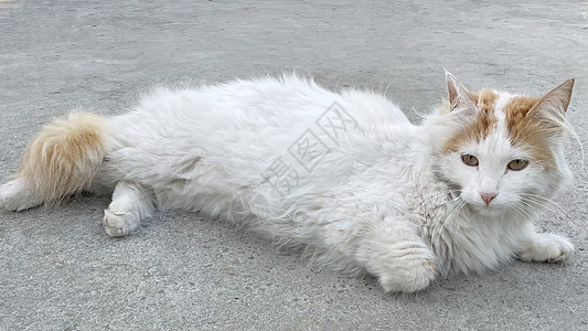 白猫在地上小猫宠物头发虎斑工作室毛皮猫科爪子猫咪短发图片
