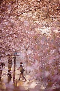 人们在樱花中行走图片