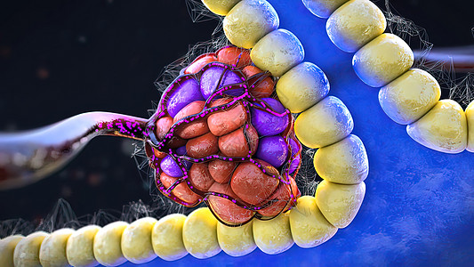 内分泌胰腺 合成细胞和在胰腺中分泌激素的细胞身体生物学绘画电脑微生物学神经糖尿病胰岛素块茎功能图片