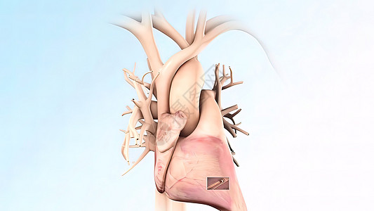 解剖人类心脏插图静脉主动脉生物学心血管药品动脉粥样硬化骨骼心室动脉器官图片