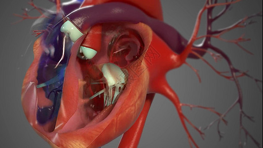 心跳 右侧泵送脱氧血 左侧泵送含氧血图片