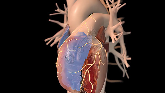 3D 人类心跳解剖说明动脉瘤血细胞医学生物学主动脉心绞痛抗体氧气化学骨骼图片