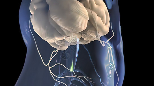 3D 神经系统医学插图 身体接收脑部的信号艺术品皮肤数字血管生物学疼痛肌肉结构骨骼科学图片