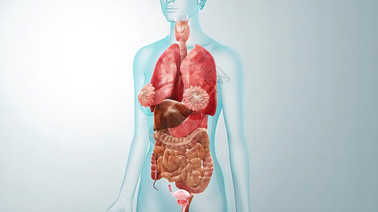 医学概念解剖 3D 解释性说明插图五脏六腑保健肠胃病人药品花胶腹部疾病压力卫生背景图片