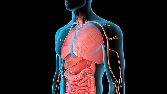 人类循环系统心脏跳动解剖3D导体概念图表渲染男性生物学科学器官中庭信息药品男人图片