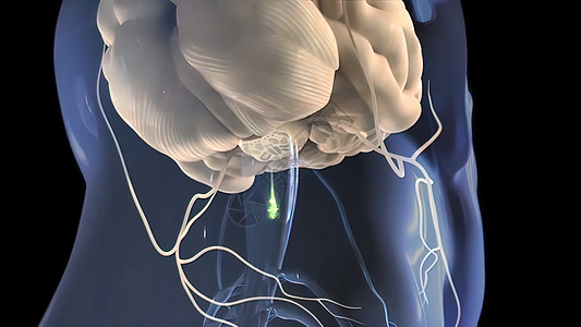 3D 神经系统医学插图 身体接收脑部的信号艺术品生物学科学解剖学手臂卫生骨骼男人艺术脖子图片