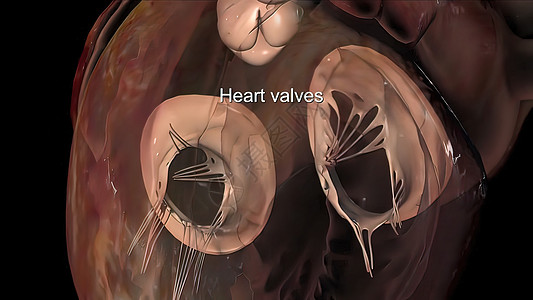 健康的人类心脏和心脏阀血管器材教育手术线解剖学科学心脏病猪心传导器械图片