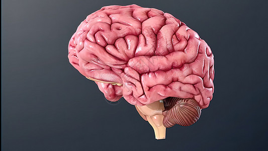 3D医学人体大脑插图半球头脑思考医生细胞语料库科学生物学保健智力图片