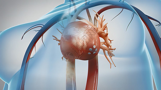 心脏的Aorta 血液从心脏流出 人类心解剖血管心血管器官心脏病身体胸部骨骼男性解剖学心室图片