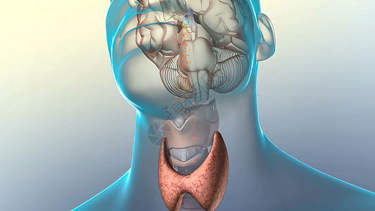 脑中释放激素神经元生物输卵管头脑科学生活甲状腺插图专注抑制图片
