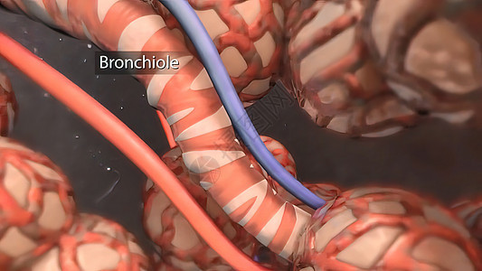 支气管是风管的延伸 将空气输送到肺部肺泡解剖学呼吸系统生理气肿支气管炎身体气管呼吸道视频图片