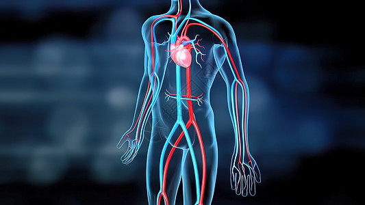 心脏和循环系统的循环系统心绞痛脉冲血管殴打脉动化学动脉瘤骨骼成人动脉硬化图片