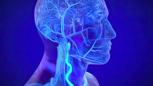 3D 神经系统医学插图 身体接收脑部的信号脖子男人人体肌肉科学骨骼艺术品解剖学药品血管图片