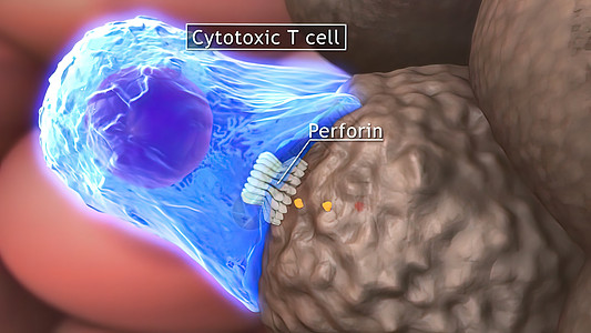 T细胞清扫肿瘤细胞人体医疗单细胞数字免疫系统生物图像倍率免疫学微生物图片