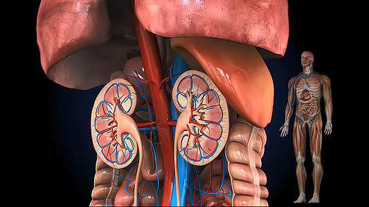 从医学上准确说明肾脏的准确性膀胱尿液插图疾病疼痛药品科学解剖学生理感染图片