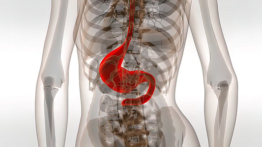 前列腺图标3D 人体口腔医学插图健康肾脏科学生物学疾病身体图表过程疼痛信息背景