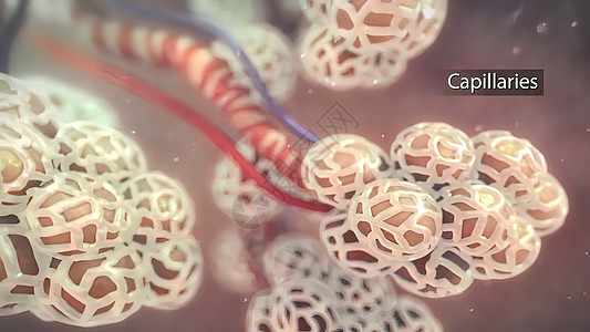 alveoli和履带体之间氧气和二氧化碳的交换呼吸静脉科学绘画电影船只镜头小动脉毛细管器官图片