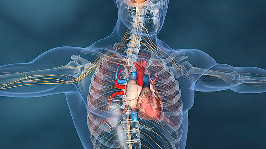 人的心脏 人的心脏模型 包括的充分的裁减路线 心脏解剖学心肌形态学科学手术系统动脉心房生物学保健人心图片