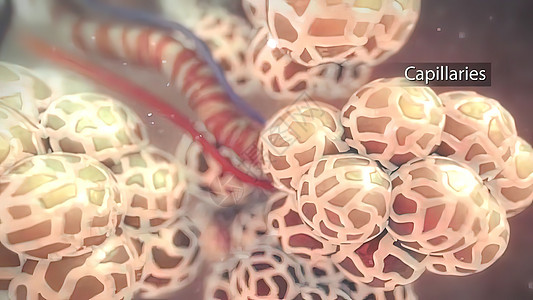 alveoli和履带体之间氧气和二氧化碳的交换镜头小动脉电影身体动脉静脉药品红细胞毛细管肺泡图片