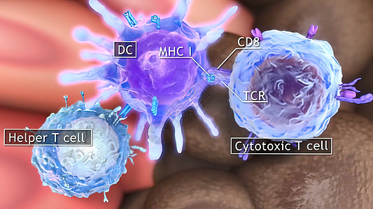 T细胞清扫肿瘤细胞医疗医学形状人类图像数字生物文件免疫学人体图片