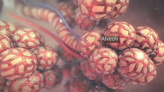 alveoli和履带体之间氧气和二氧化碳的交换气体毛细管电影支气管呼吸细胞红细胞肺泡器官绘画图片