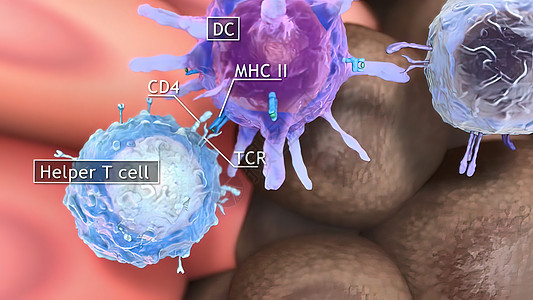 T细胞清扫肿瘤细胞保健代谢胰腺生物微生物绘图结构形状文件人体图片