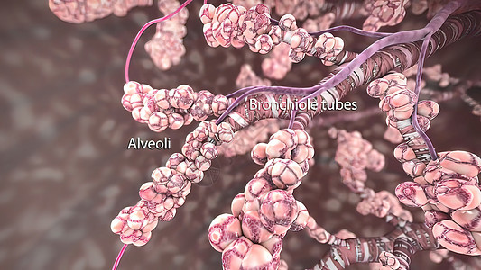 红毛树是将空气从上呼吸道传播到肺部的部分 而后脑膜树则是其中一部分支气管气囊结核气管疼痛呼吸系统肺炎科学器官支气管炎图片