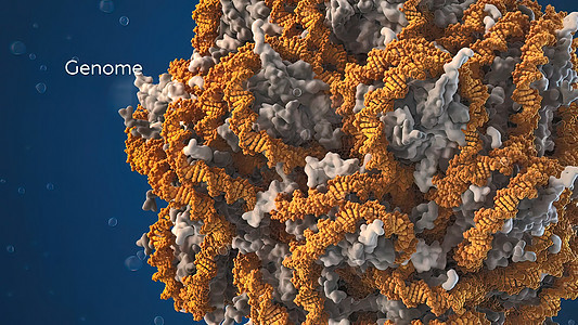 3D 3D 微生物3D插图 一种病毒的蛋白壳保健病原解剖学感染细菌背景肠杆菌直升机纳米生物学图片
