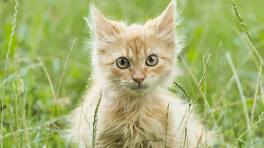 绿色小猫剪影红毛小猫在绿色的草地上动物哺乳动物小狗好奇心婴儿花园眼睛猫咪虎斑胡须背景