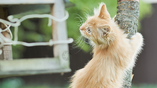 红毛小猫在绿色的草地上小狗眼睛好奇心婴儿猫科毛皮猫咪宠物虎斑动物图片