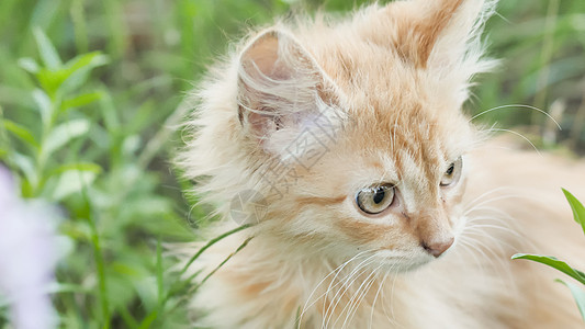 红毛小猫在绿色的草地上宠物猫科眼睛动物花园条纹婴儿小狗虎斑猫咪图片