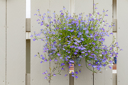 白色栅栏上挂着一朵鲜青紫花的锅图片