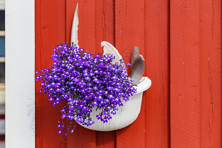 红屋墙上挂着一朵鲜紫色花的锅图片