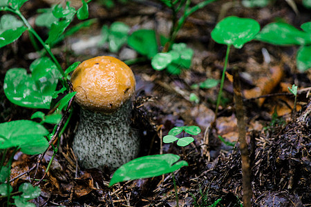 青柳叶间小的牛毛蘑菇高清图片