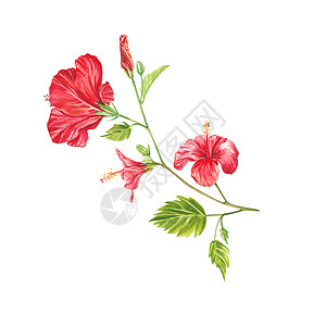 在白色背景上突出显示的一朵红色木槿花 水彩热带花卉逼真多彩花束与芙蓉 植物学 异国情调的热带花卉对象为您的海报 明信片设计打印丛图片