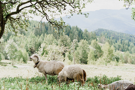 群羊在山上 农场绿色田野上的绵羊和公羊 从动物身上生产羊毛宠物羊肉哺乳动物毛皮内存家畜山羊畜牧业羊圈皮毛图片