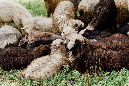 群羊在山上 农场绿色田野上的绵羊和公羊 从动物身上生产羊毛农业舌头乡村宠物哺乳动物后代畜牧业羊肉豆荚皮毛图片