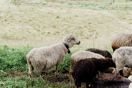 农场的绿地上有羊群和公羊 从牲畜中生产羊毛 山上放羊群农业畜牧业动物豆荚山羊哺乳动物家畜羊圈毛皮后代图片