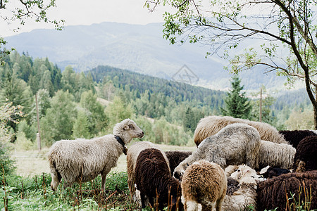 群羊在山上 农场绿色田野上的绵羊和公羊 从动物身上生产羊毛后代母羊农业家畜乡村畜牧业内存宠物羊圈毛皮图片
