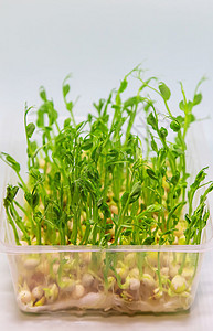 白色背景的微绿色豆芽分离 有选择地聚焦叶子向日葵生态沙拉婴儿种子营养横幅植物餐厅图片