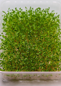 白色背景的微绿色豆芽分离 有选择地聚焦向日葵婴儿营养花园植物蔬菜生物饮食餐厅种子图片