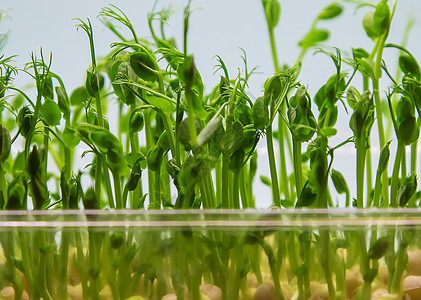 白色背景的微绿色豆芽分离 有选择地聚焦蔬菜种子向日葵生长花园营养沙拉生态餐厅婴儿图片