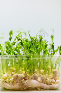 白色背景的微绿色豆芽分离 有选择地聚焦食物餐厅花园沙拉土壤叶子生长生物婴儿向日葵图片