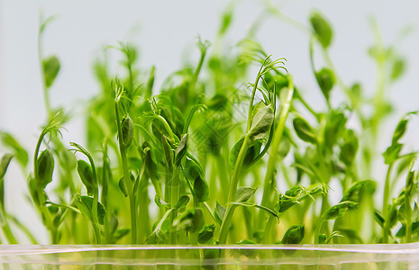 白色背景的微绿色豆芽分离 有选择地聚焦生物植物食物花园蔬菜营养生态饮食婴儿向日葵图片