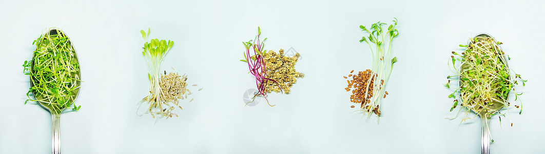 以勺子中白色板块上的水晶生菜 有选择的焦点婴儿生态叶子植物水芹餐厅营养种子蔬菜厨房图片