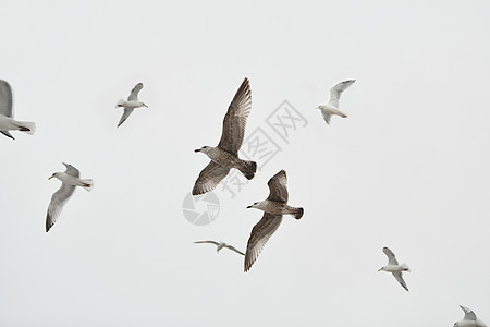 海鸥海在天空中飘翔荒野海鸥面包自由海洋野生动物鸽子蓝色邮件鸟类图片